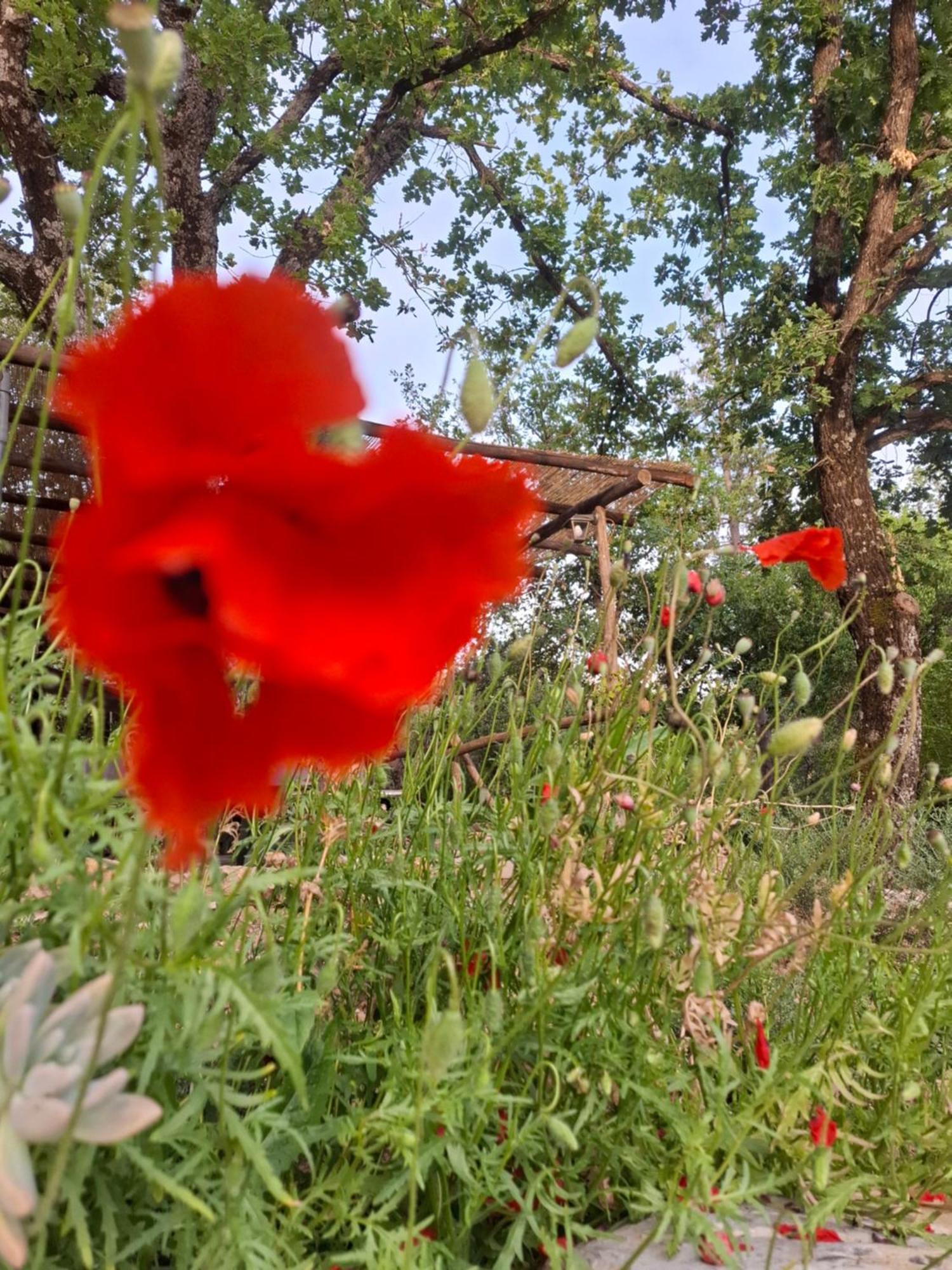 Agriturismo E Glamping Serraiola Alta Monterotondo  Exterior foto